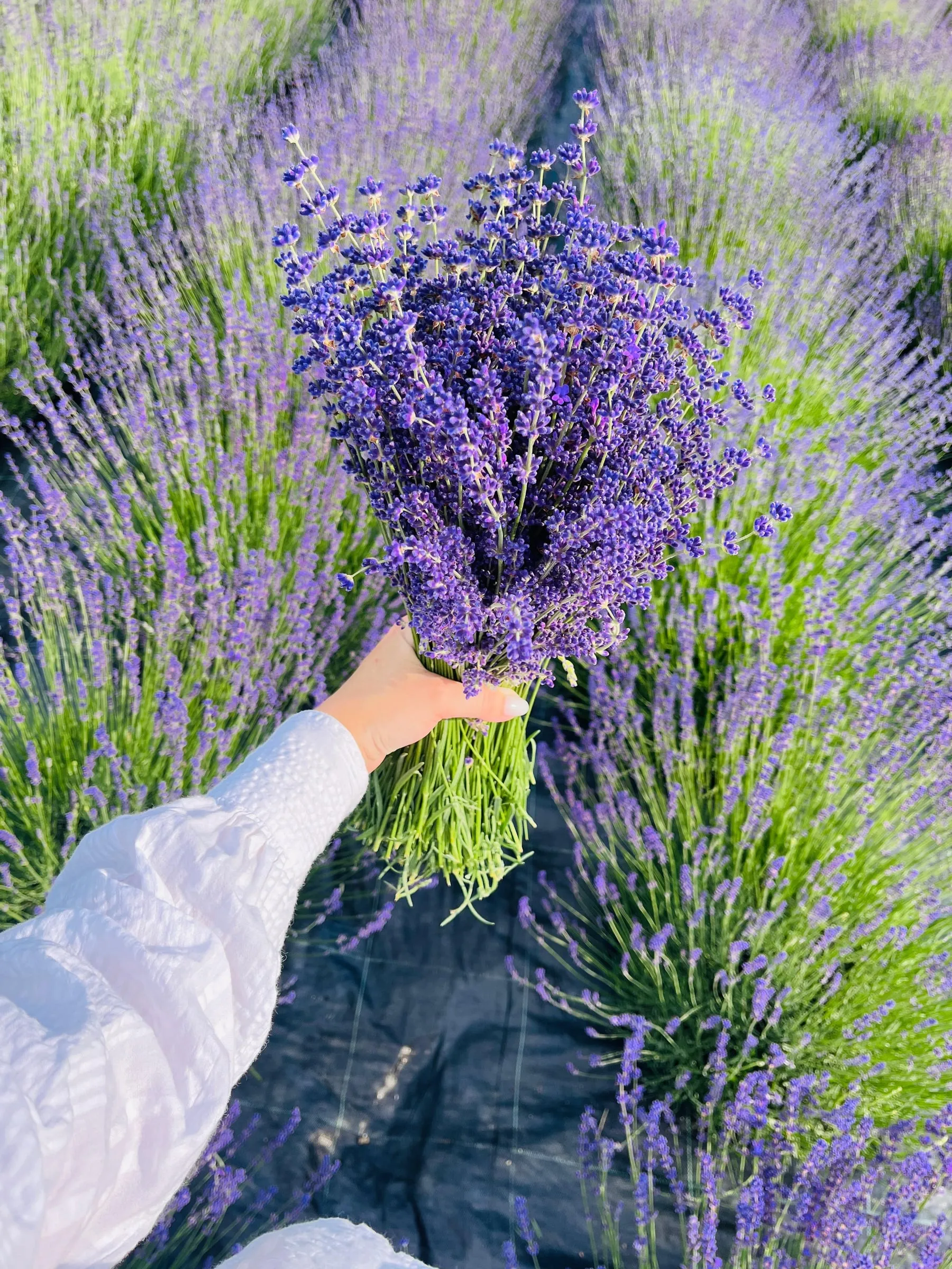 Mână ținând un buchet de lavandă printre tufe